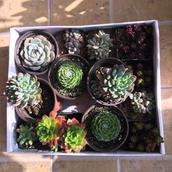 南阳有多肉大棚吗 求告知地址