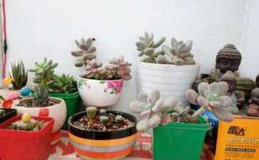 南阳有多肉大棚吗 求告知地址