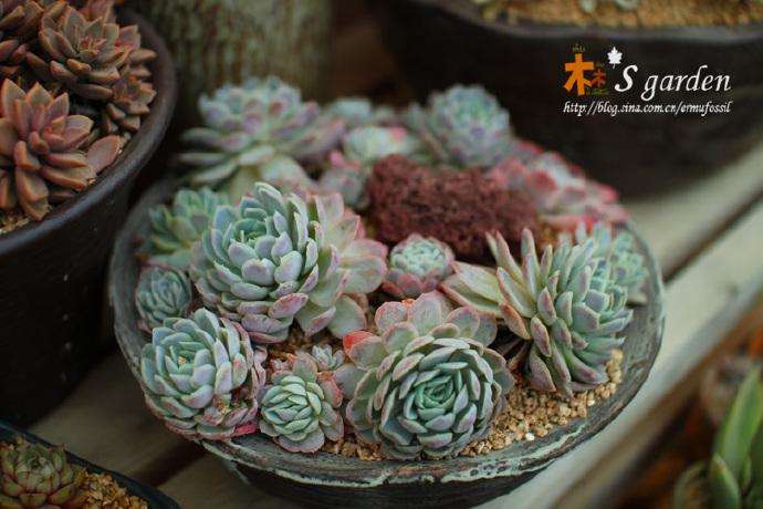 大理多肉大棚 求地址