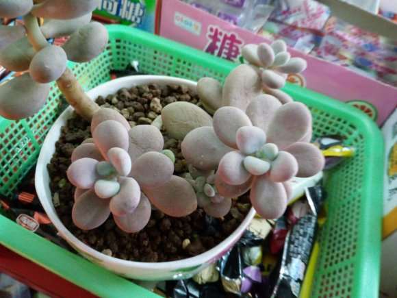 大理多肉大棚 求地址