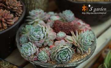 大理哪里有多肉大棚 求地址 我想去