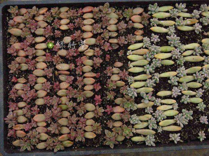 盘锦有没有的多肉植物大棚