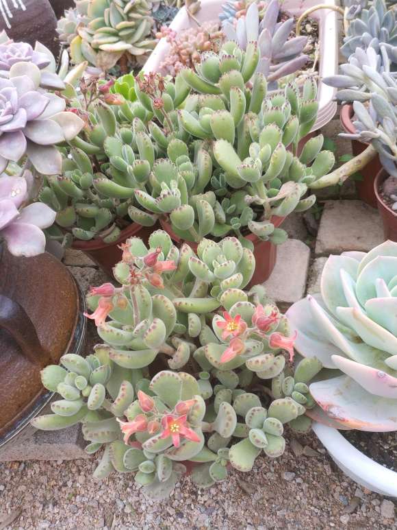 多肉大棚的价格稍贵