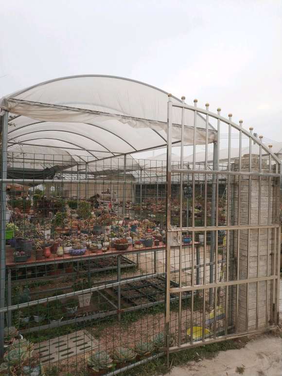 多肉大棚的价格稍贵