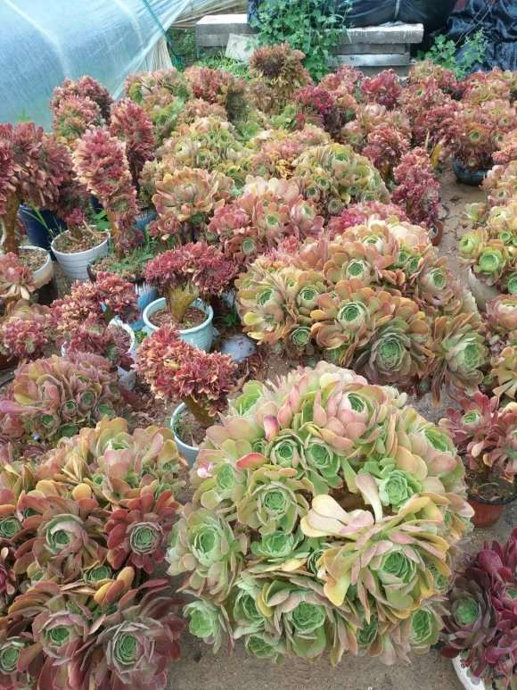 烟台田野花踪多肉大棚地址