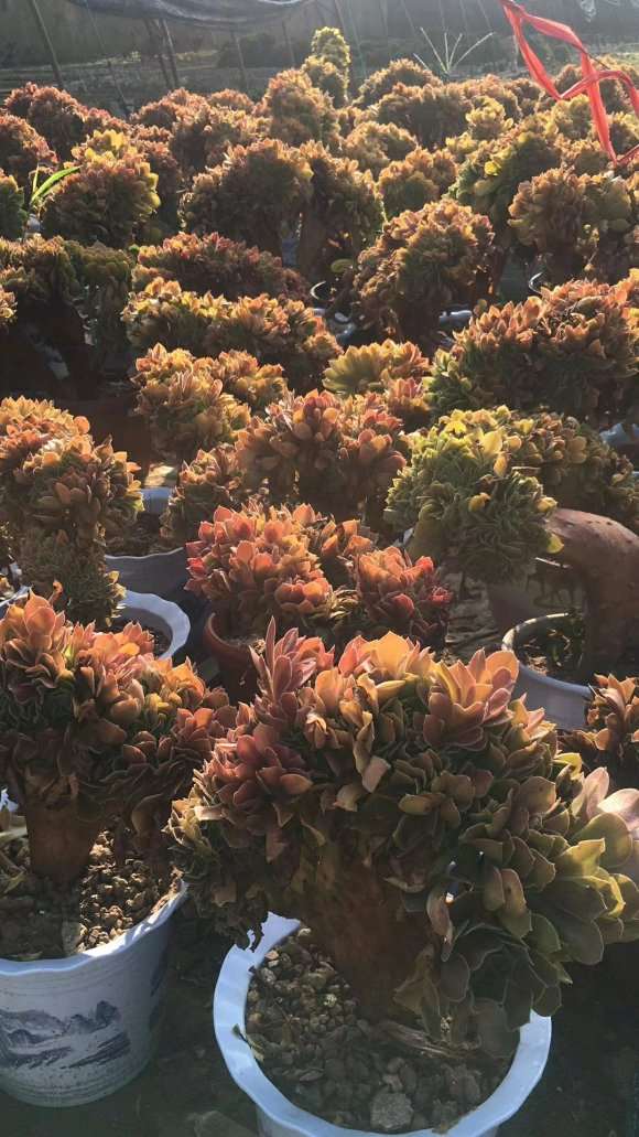 烟台田野花踪多肉大棚地址