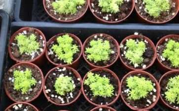 沧州多肉植物大棚地址在哪来 图片