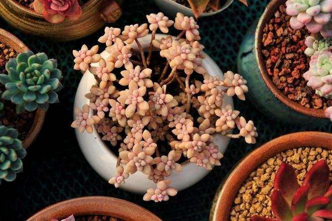 北京卖多肉的大棚地址在哪里