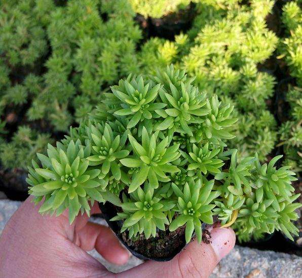 北京卖多肉的大棚地址在哪里