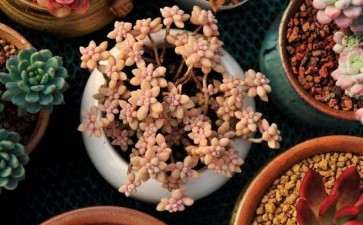 北京卖多肉的大棚地址在哪里 图片