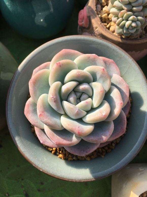 养多肉是露养 还是大棚好