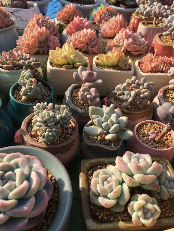 养多肉是露养 还是大棚好