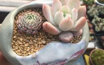 养多肉是露养 还是大棚好 怎么选择