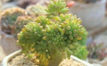 济南高新区有多肉大棚吗 地址在哪里