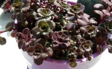 参观沈阳多肉大棚 地址怎么走