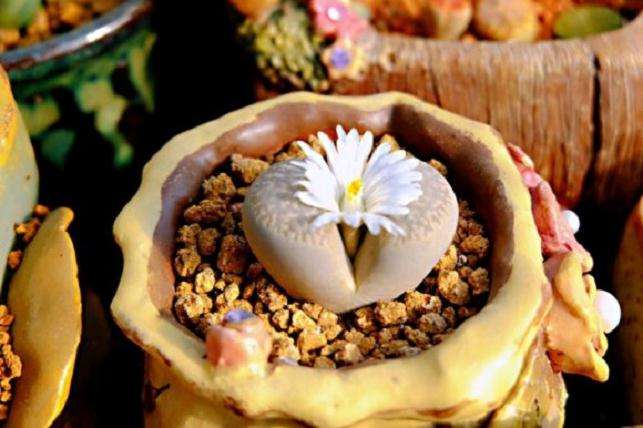 北京房山青龙湖多肉大棚地址在哪里