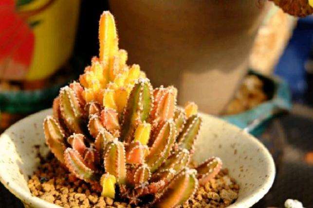 北京房山青龙湖多肉大棚地址在哪里