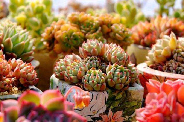 北京房山青龙湖多肉大棚地址在哪里