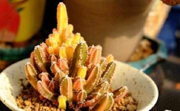 北京房山青龙湖多肉大棚地址在哪里