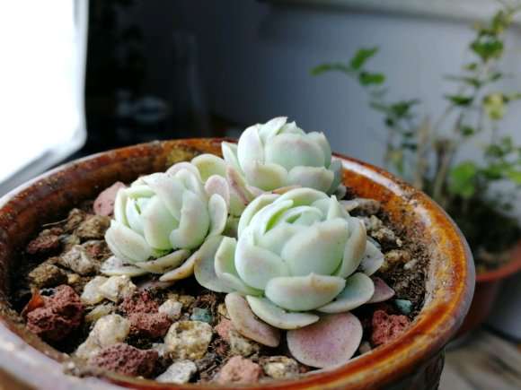 蒙阴多肉大棚在哪里