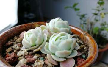 蒙阴多肉大棚在哪里 求地址