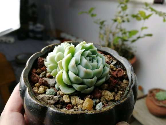 长沙博誉园艺多肉大棚