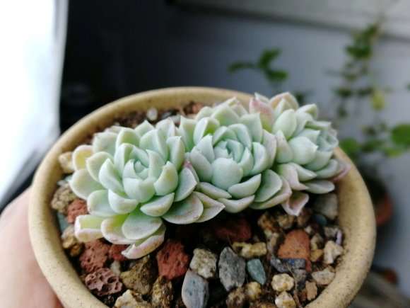 长沙博誉园艺多肉大棚