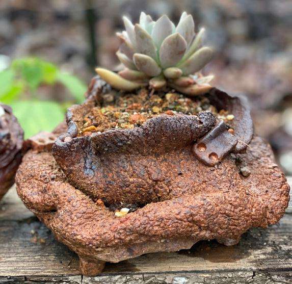 有认识山东多肉大棚的吗