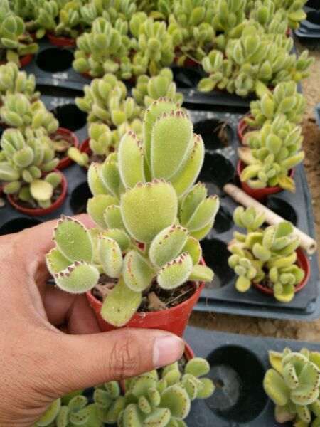 肥西多肉大棚寻求的共同合作