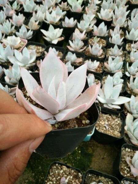 肥西多肉大棚寻求的共同合作