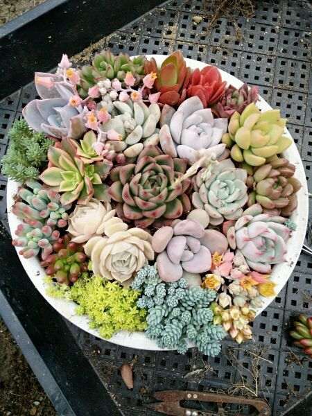 肥西多肉大棚寻求的共同合作