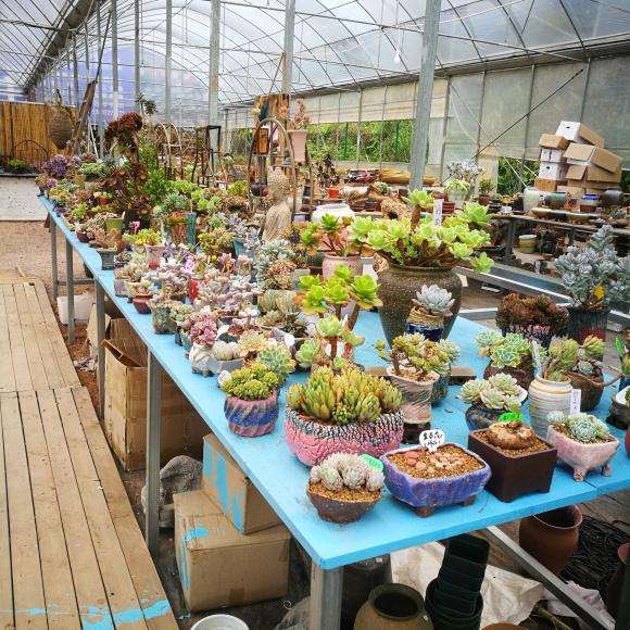 宜昌哪里有多肉大棚啊