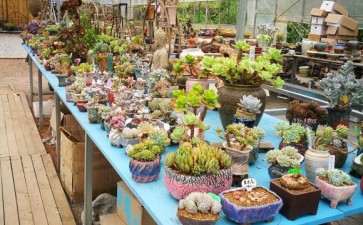 宜昌哪里有多肉大棚啊 求地址