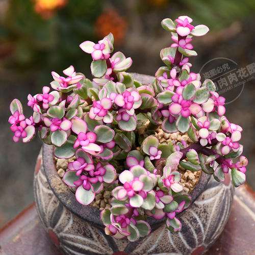 大临沂有没有多肉大棚