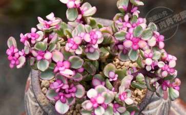 大临沂有没有多肉大棚 地址在哪里