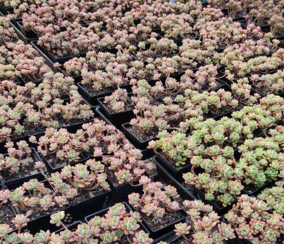 合肥新进多肉大棚 喜欢的可以过来看看