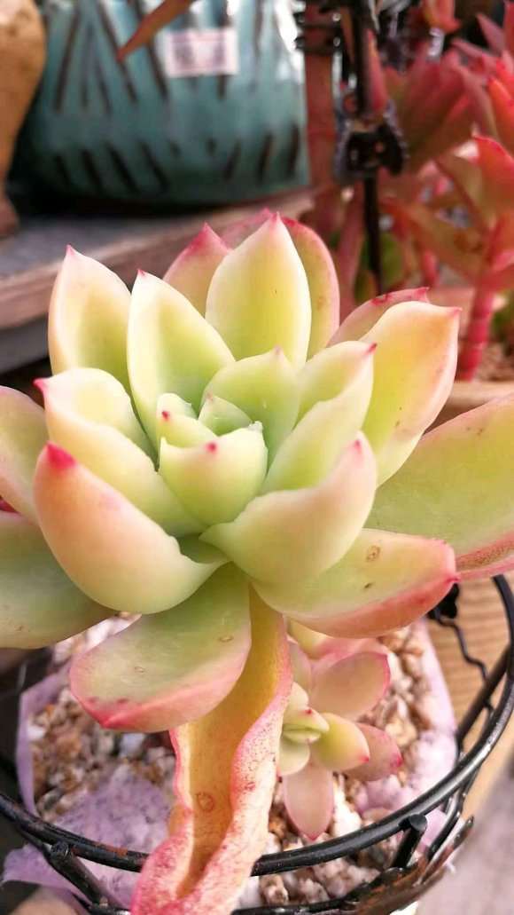 合肥新进多肉大棚 喜欢的可以过来看看