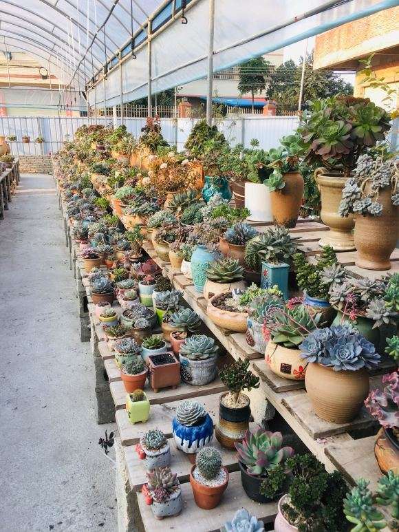 惠州居然有一个萌宝多肉植物园大棚
