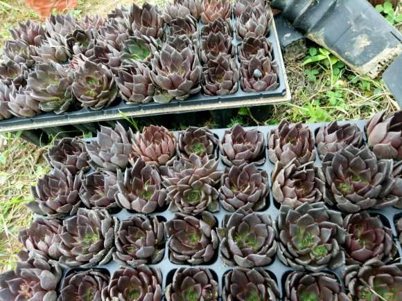 贵阳多肉大棚基地的地址在哪里