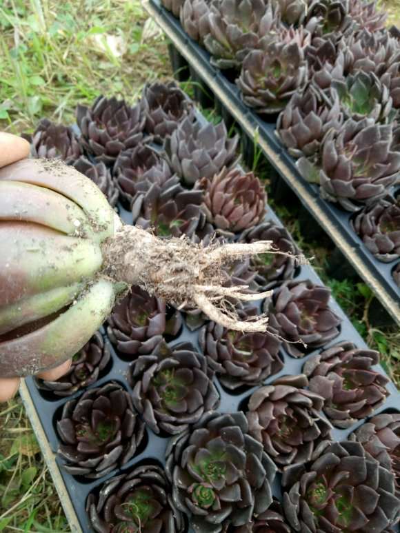 贵阳多肉大棚基地的地址在哪里