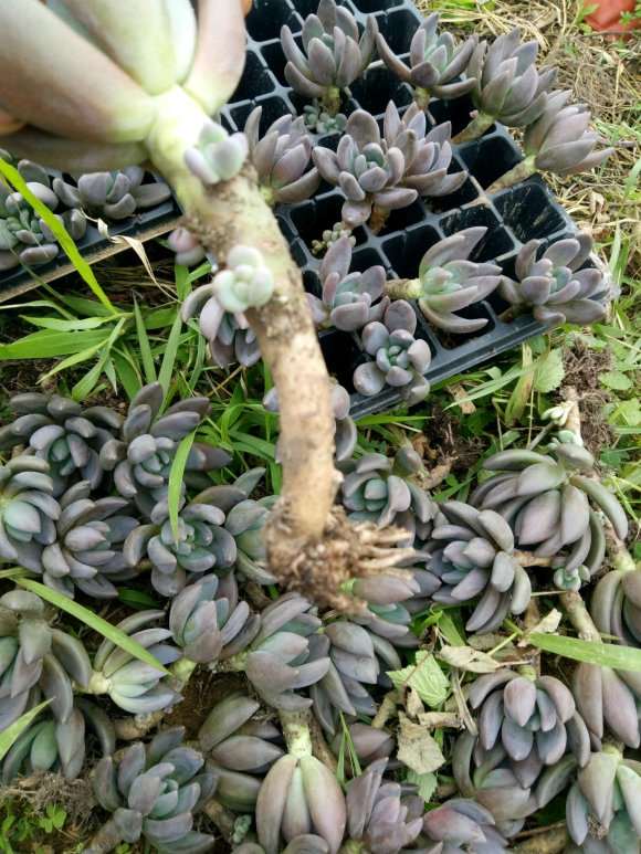 贵阳多肉大棚基地的地址在哪里