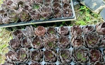 贵阳多肉大棚基地的地址在哪里 图片