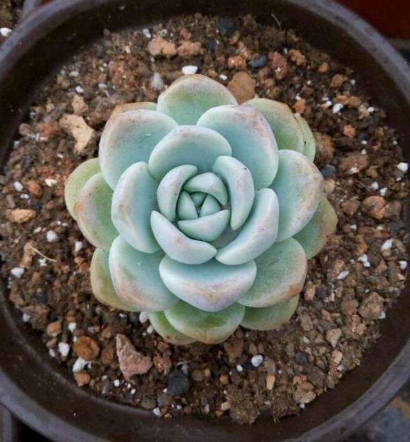 焦作沁阳多肉大棚出货