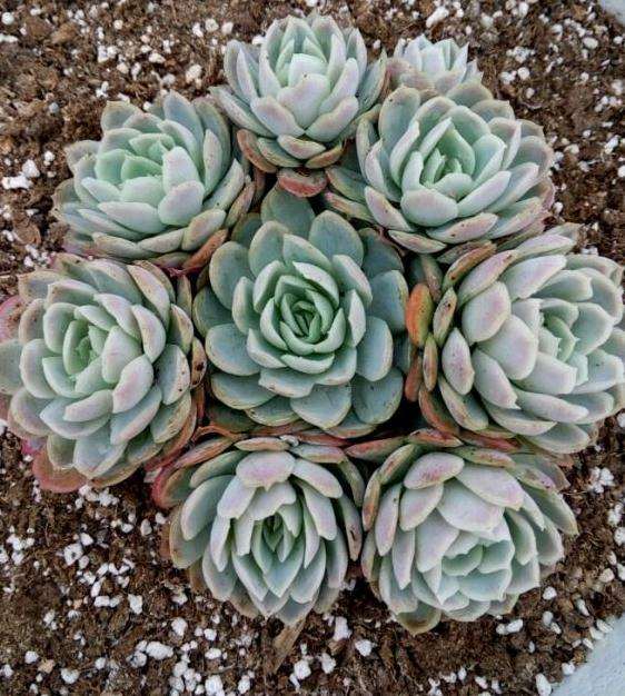 焦作沁阳多肉大棚出货