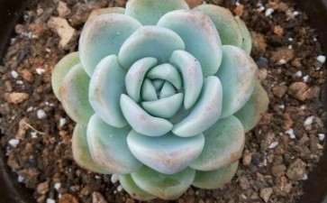 焦作沁阳多肉大棚出货 地址王曲乡杨村