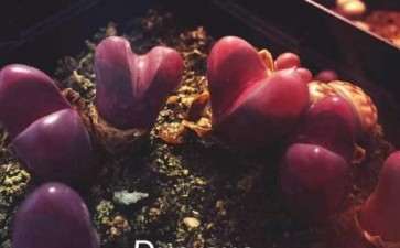 巩义有几个多肉大棚 地址在哪里