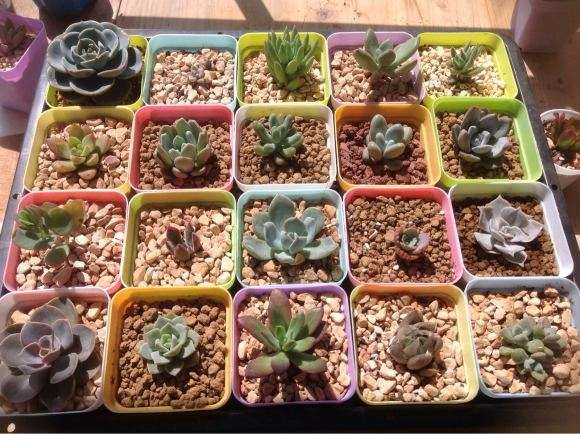 求问贵州多肉大棚的地址在哪里