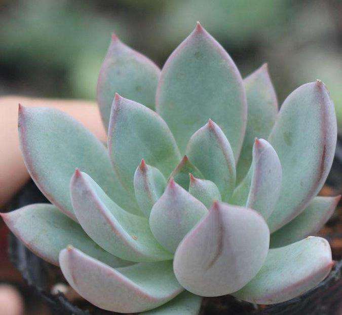 求问贵州多肉大棚的地址在哪里