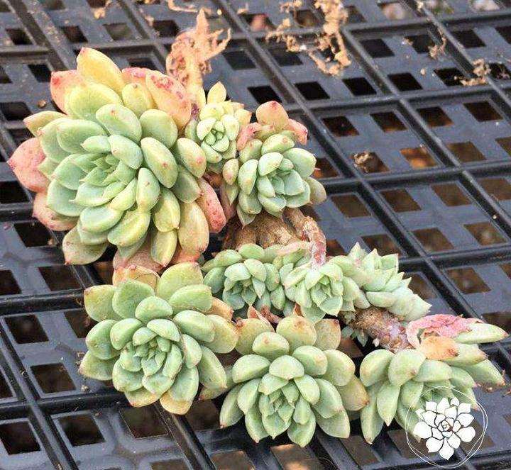 柘城多肉大棚的地址在哪里