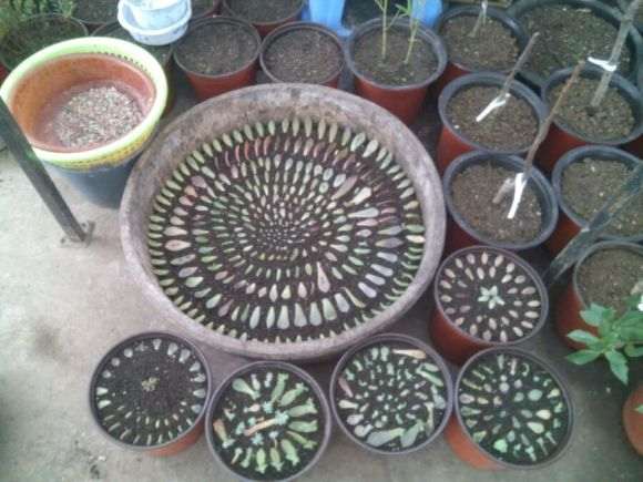 柘城多肉大棚的地址在哪里